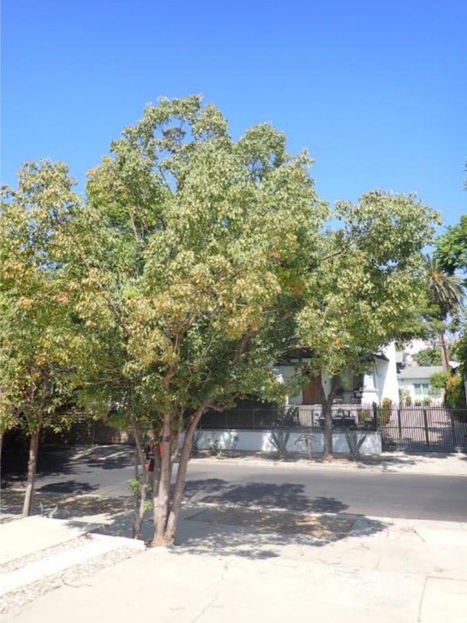 Tree 1, camphor