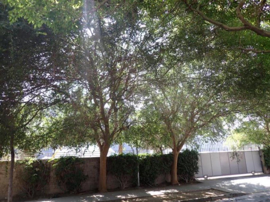 Tree 3, Chinese elm, photographed with trees 4