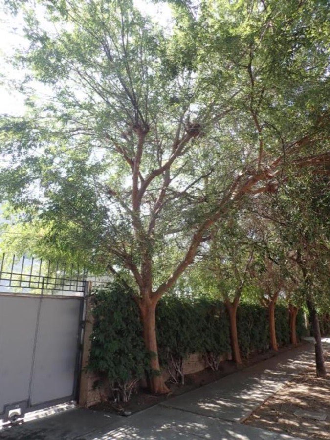 Tree 5, Chinese elm