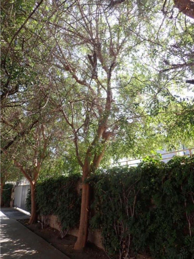 Tree 7, Chinese elm