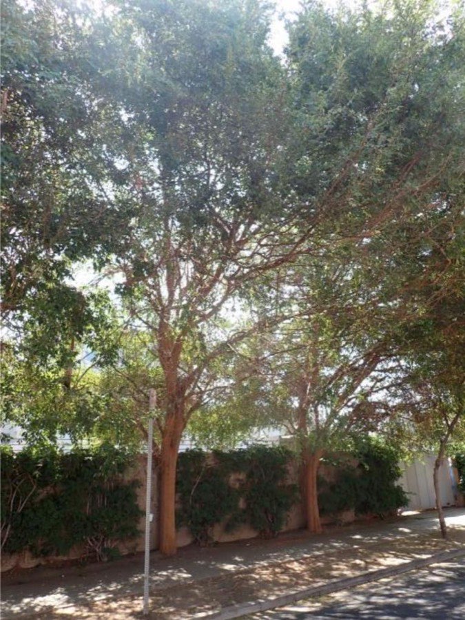 Tree 8, Chinese elm