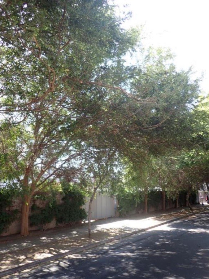 Tree 9, Chinese elm