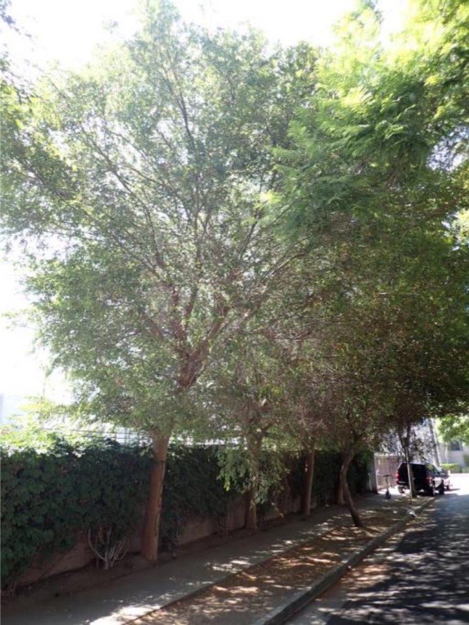 Tree 11, Chinese elm