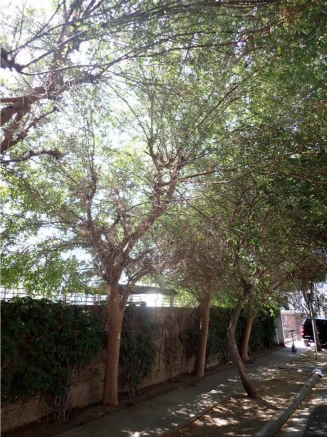 Tree 12, Chinese elm
