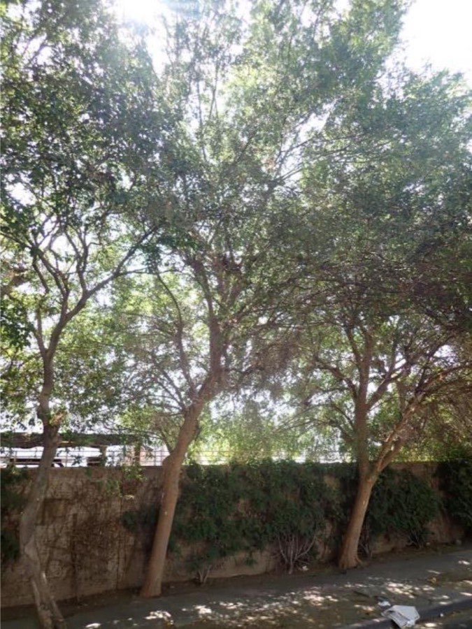 Tree 14, Chinese elm