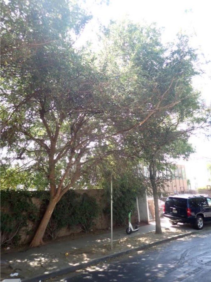 Tree 15, Chinese elm