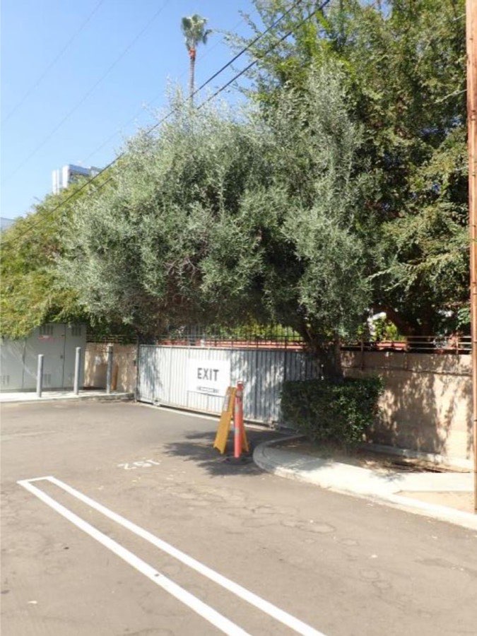 Tree 22, olive