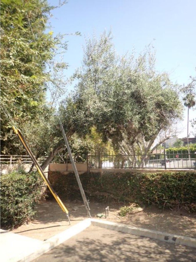 Tree 23, olive