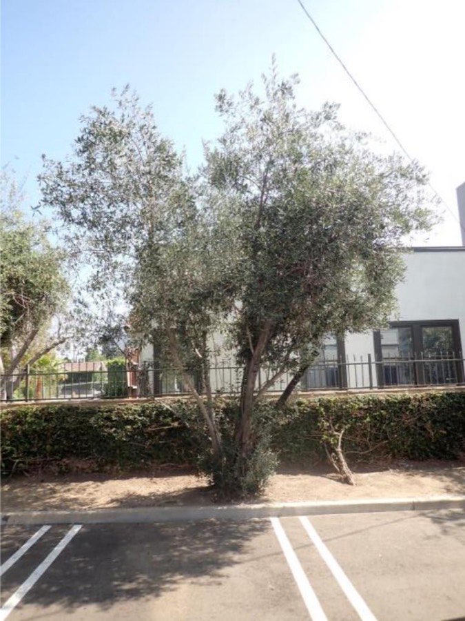 Tree 24, olive