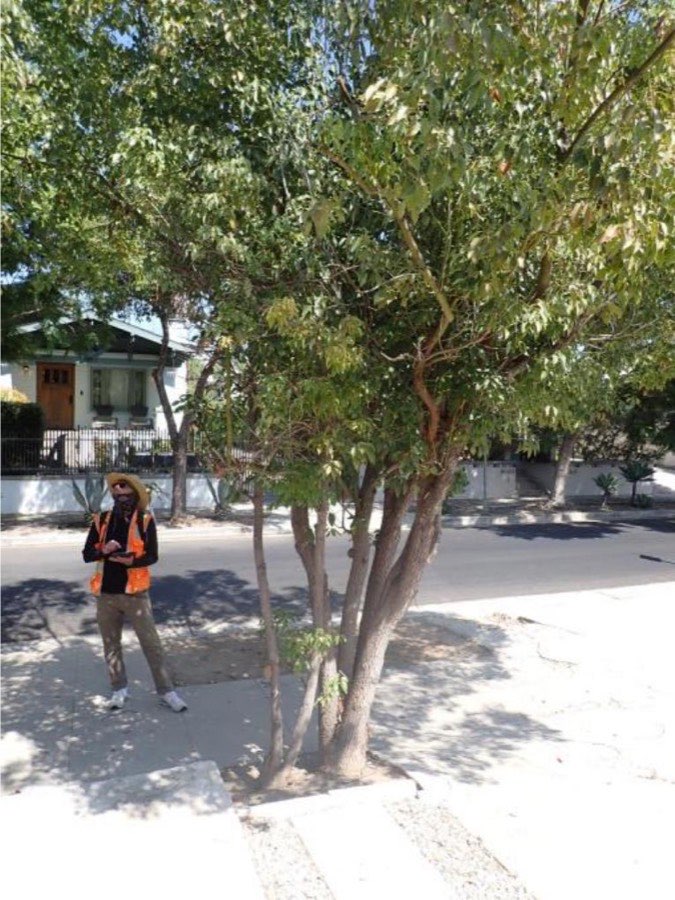 Tree 25, camphor