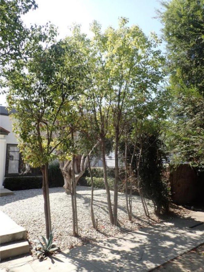 Tree 26, camphor, photographed with trees 27, 28, 29, 30, 31, 32, 33