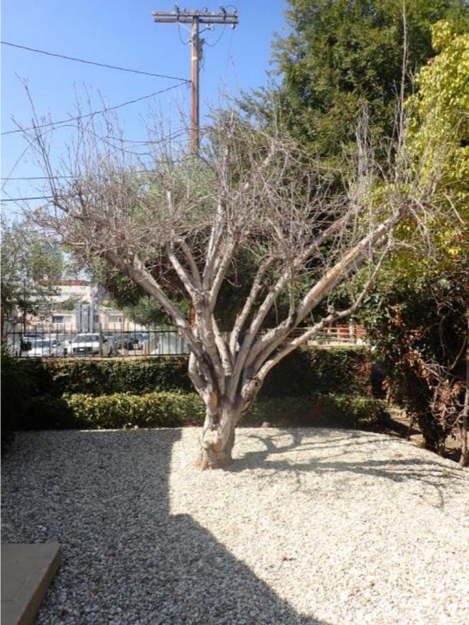 Tree 34, mulberry