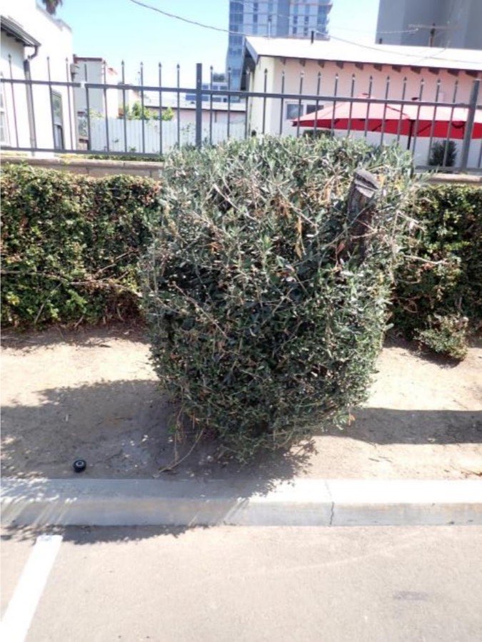 Tree 36, olive