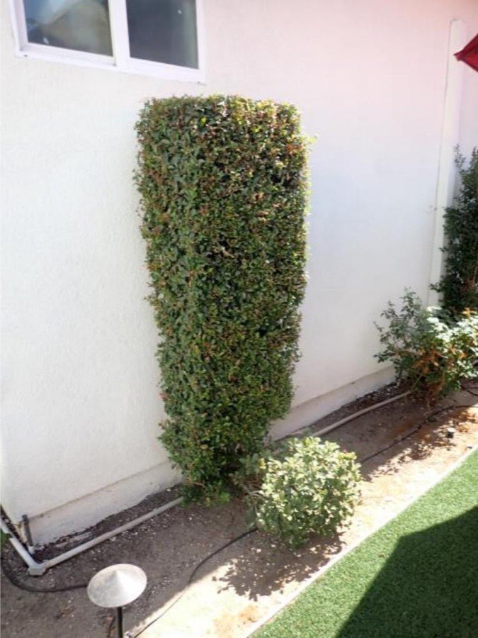 Tree 39, Australian brush cherry
