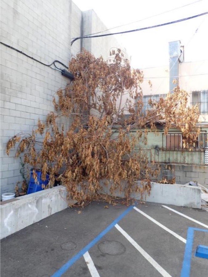 Tree 40, edible fig