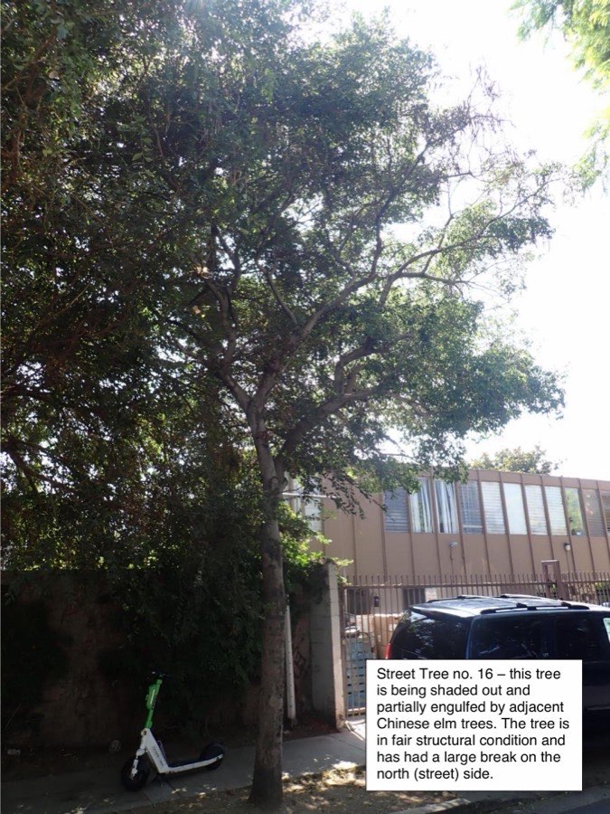 Tree 16, pink trumpet tree
