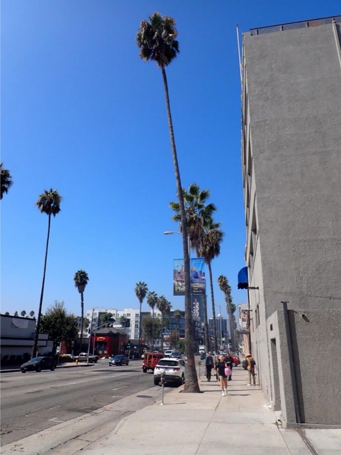 Tree 18, Mexican fan palm