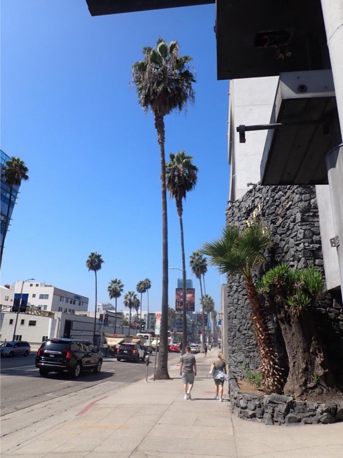 Tree 21, Mexican fan palm