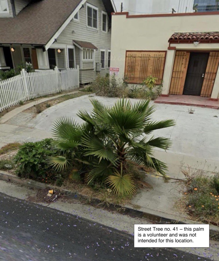 Tree 41, Mexican fan palm